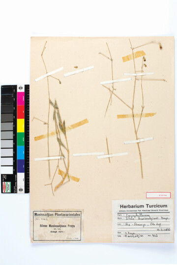 Silene Manissadjiana Freyn plant named after and collected by Prof. J. J. Manissadjian